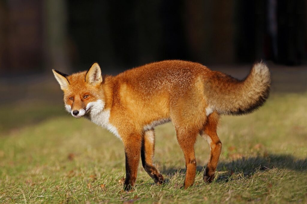 Red fox