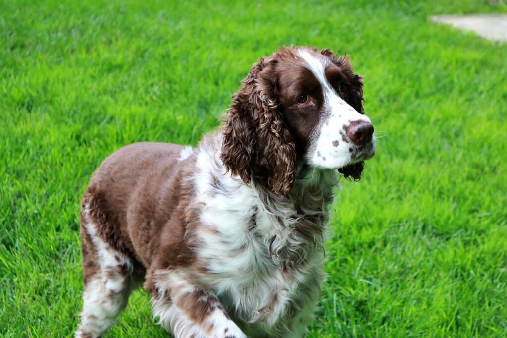 An English Springer Spaniel