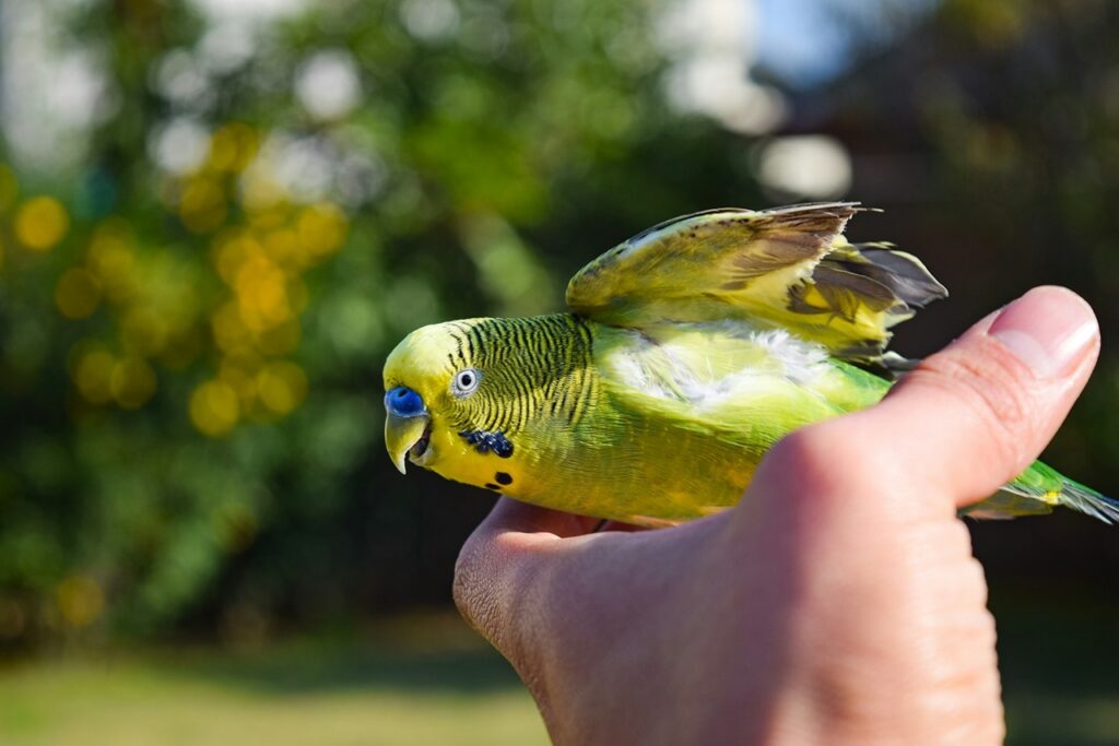 Budgerigar