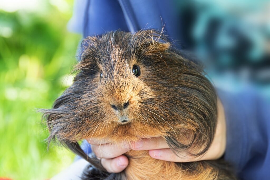 Guinea Pig
