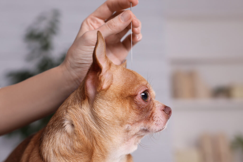 Acupuncture for dogs