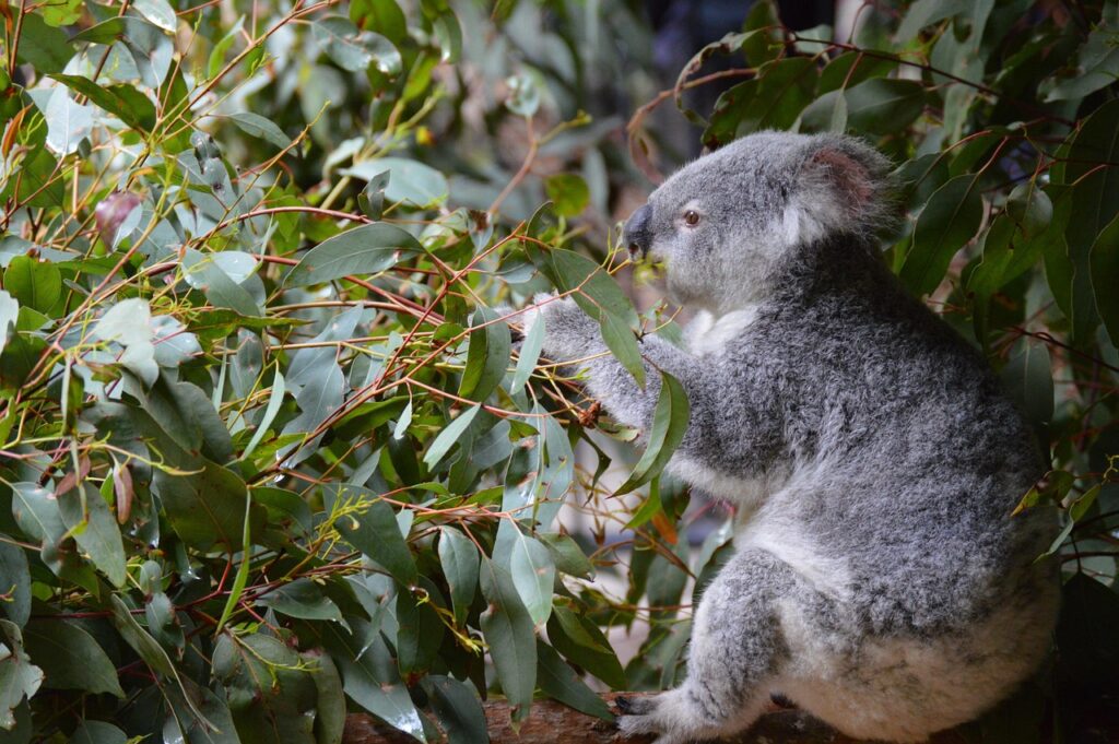  Koala among the leaves
