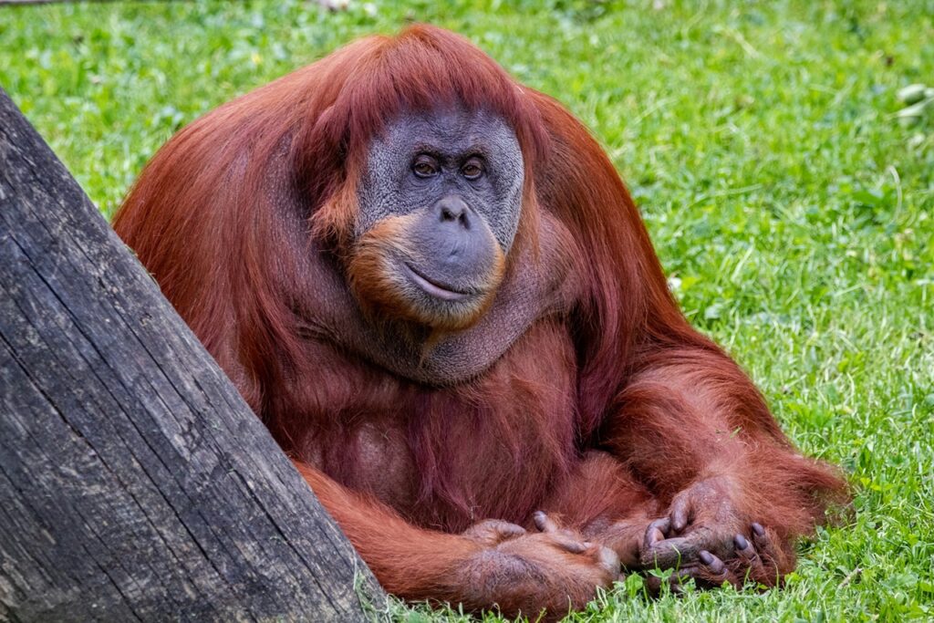 Orangutan