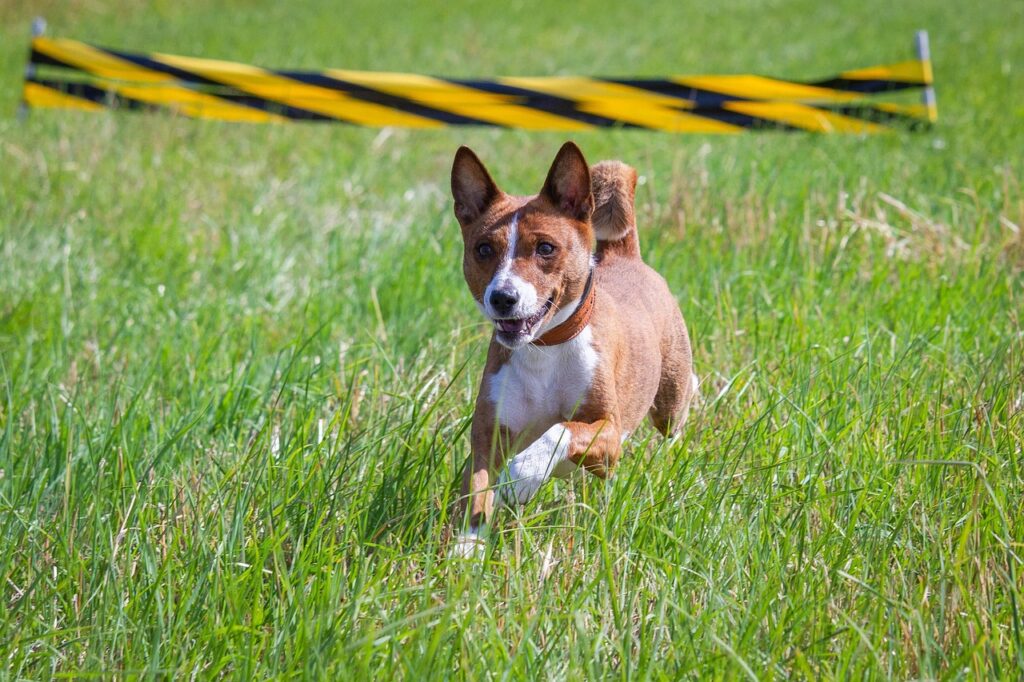 Basenji dog