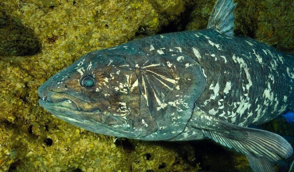 Closeup of Coelacanth