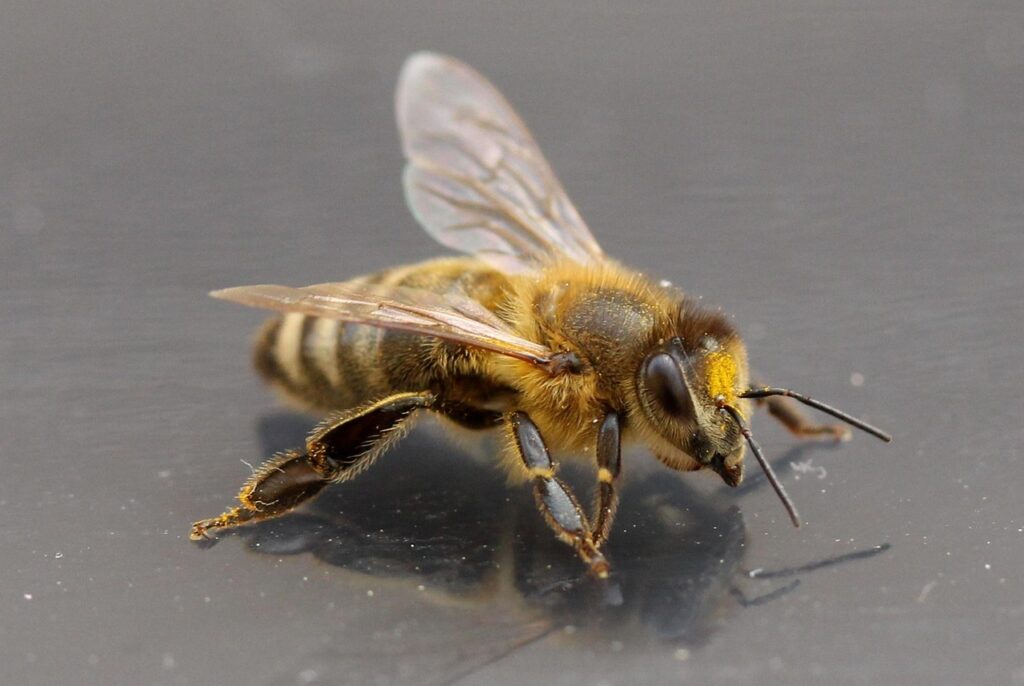 A Honeybee