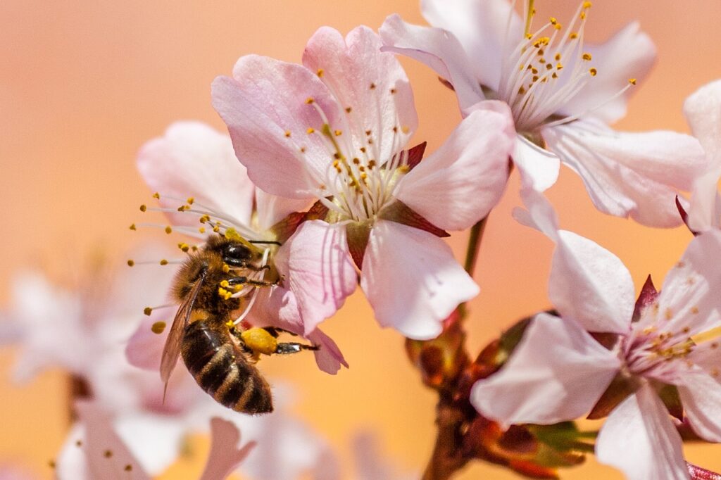 Honeybee carrying pollen