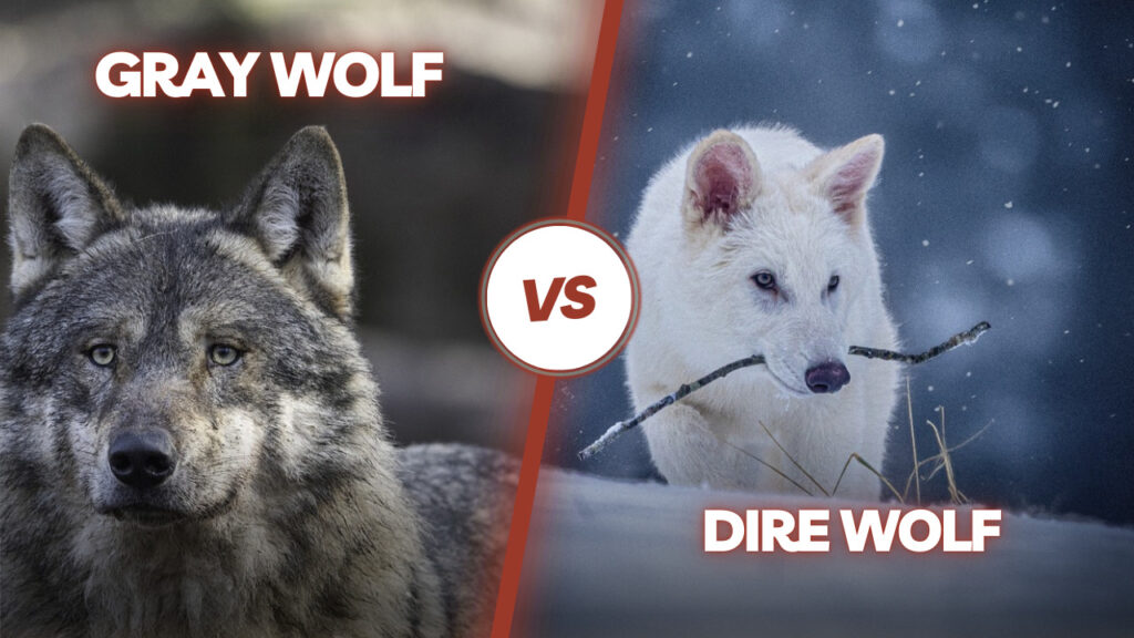Gray Wolf vs. Dire Wolf