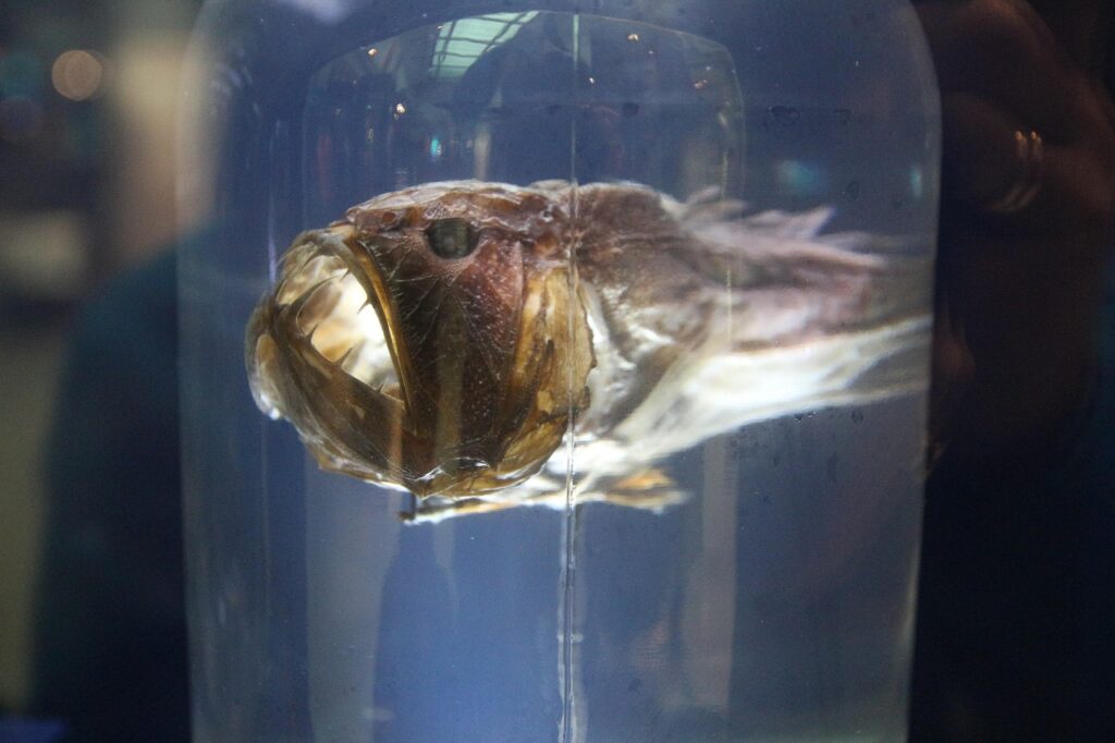 A Terrifying Anglerfish