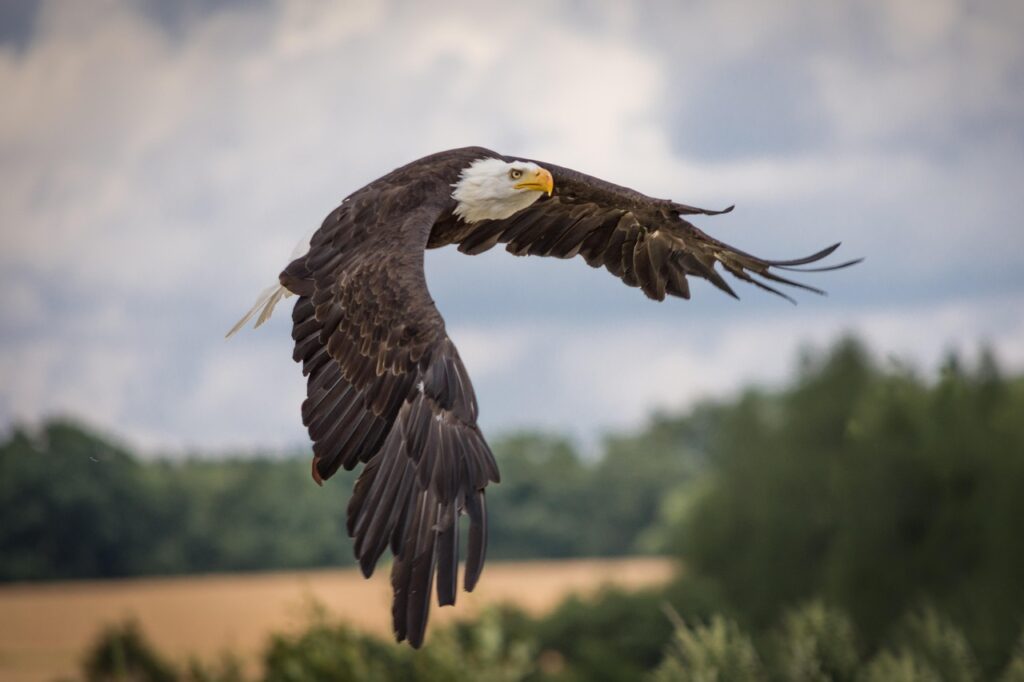 The majestic Bald Eagle