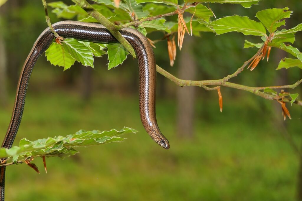 A slow worm on a branch