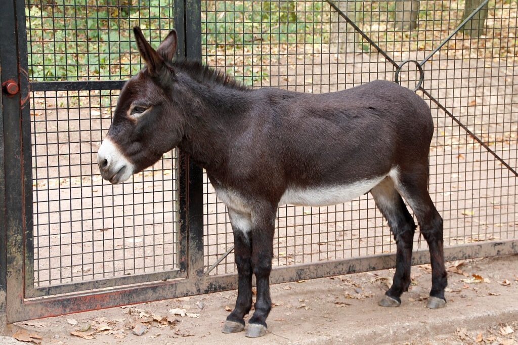 Miniature Donkey in a shed