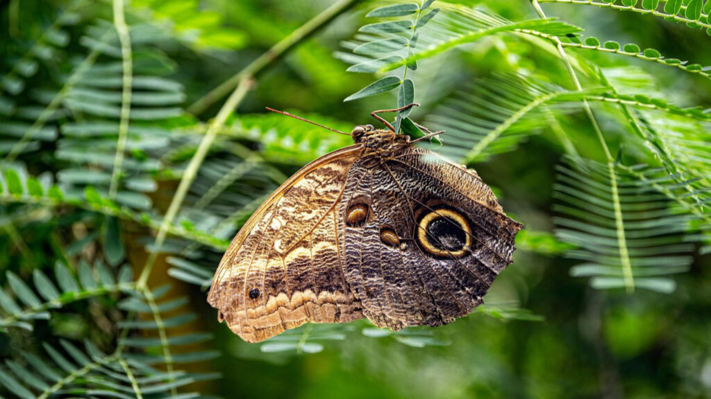 An Owl Butterfly Chrysalis