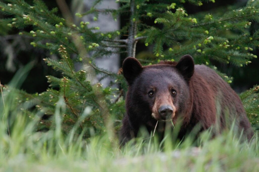 Black bear