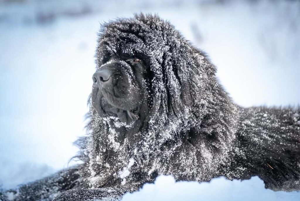 A Newfoundland in winter