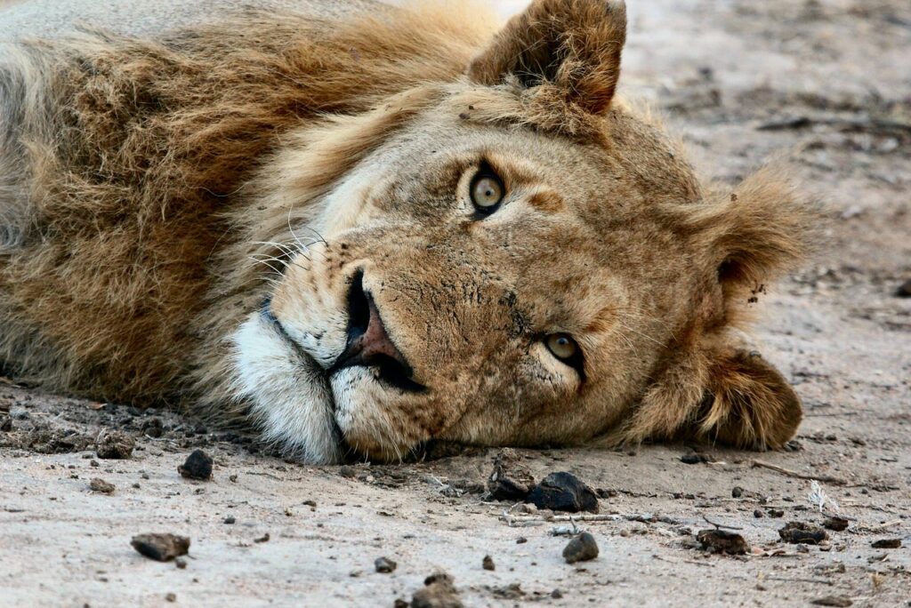 lion-1842302_1280
