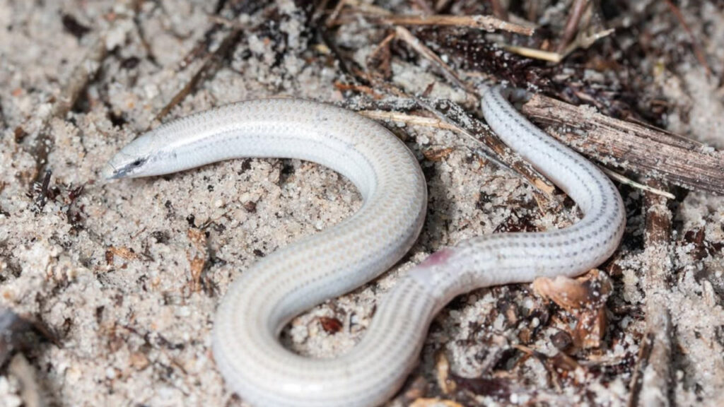 A Common Burrowing Skink
