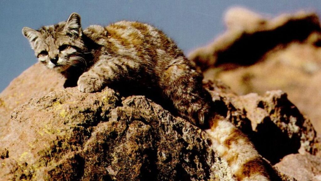 Andean Mountain Cat