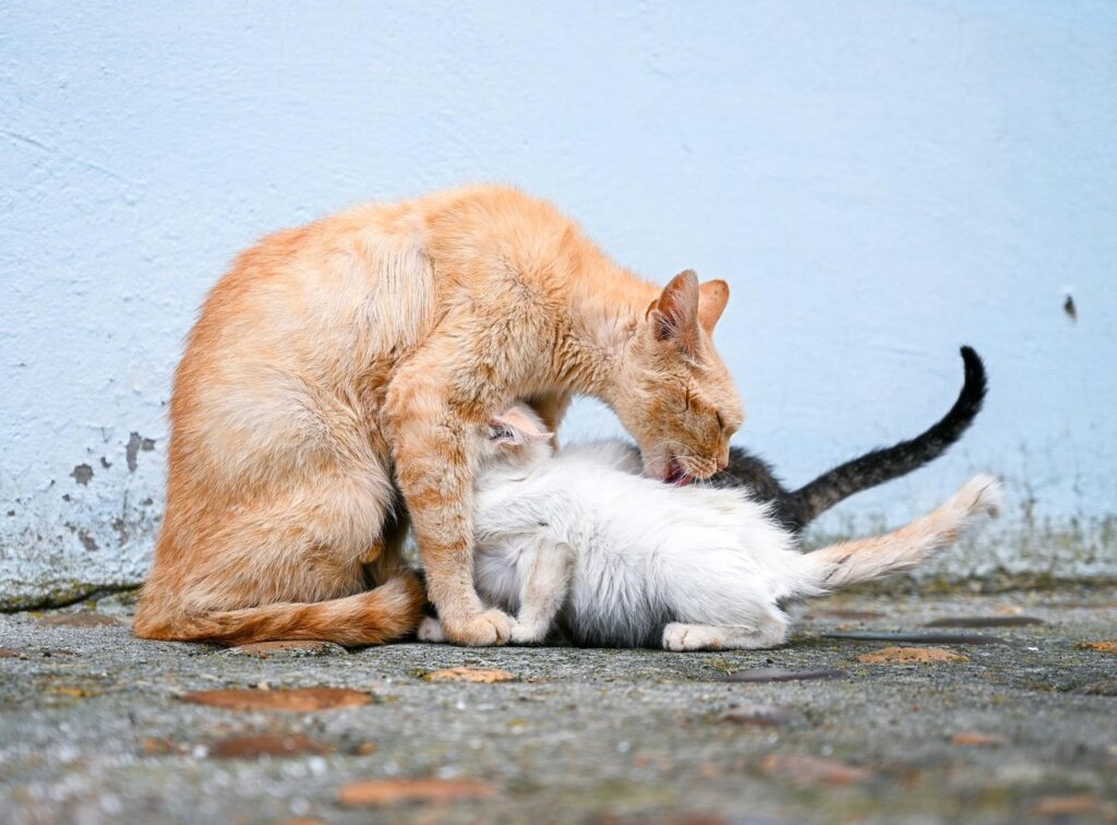 Cat with Kittens