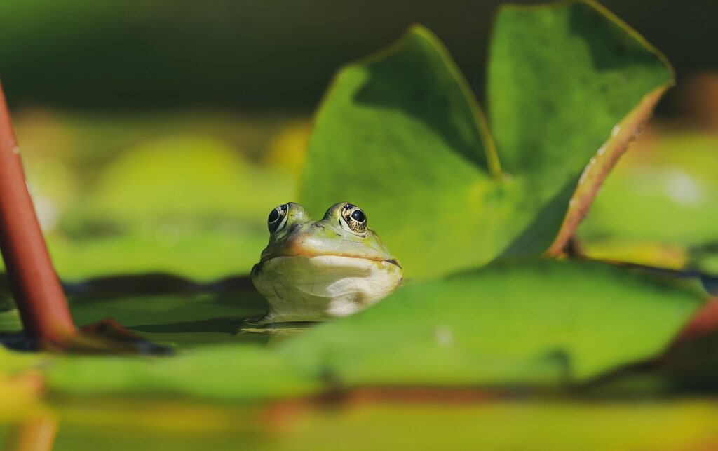 green frog