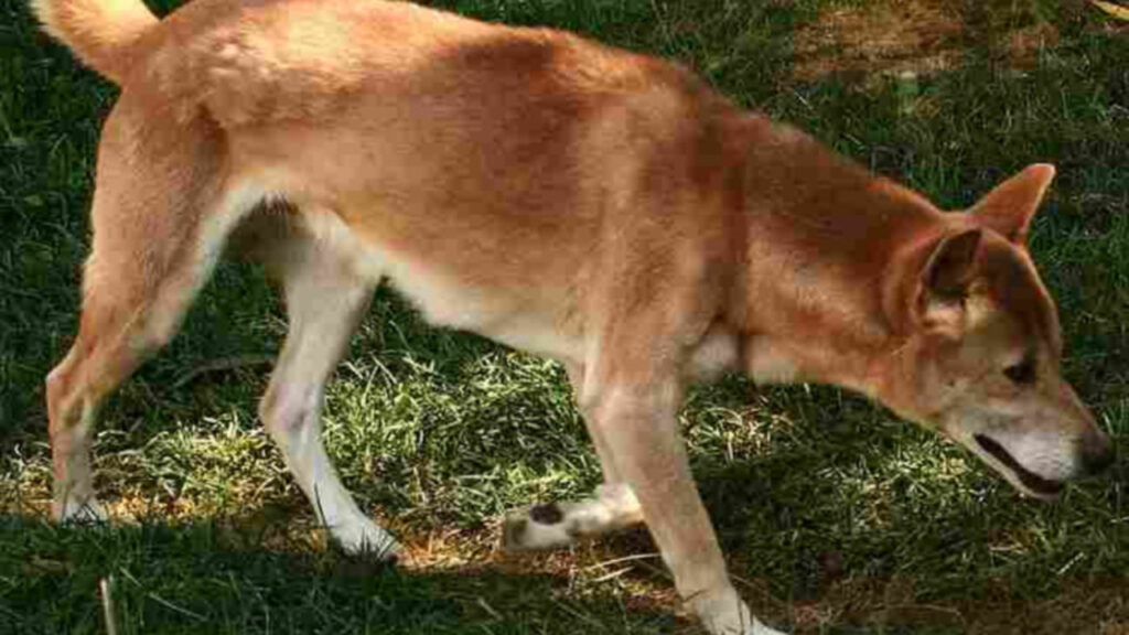A New Guinea Singing Dog