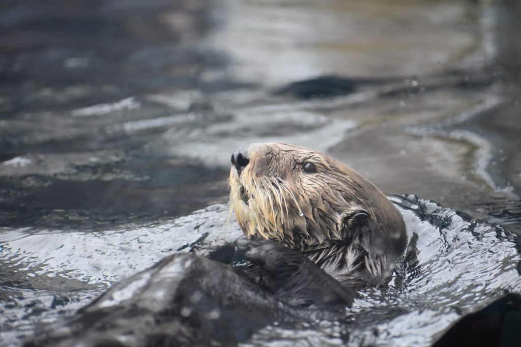Sea Otter