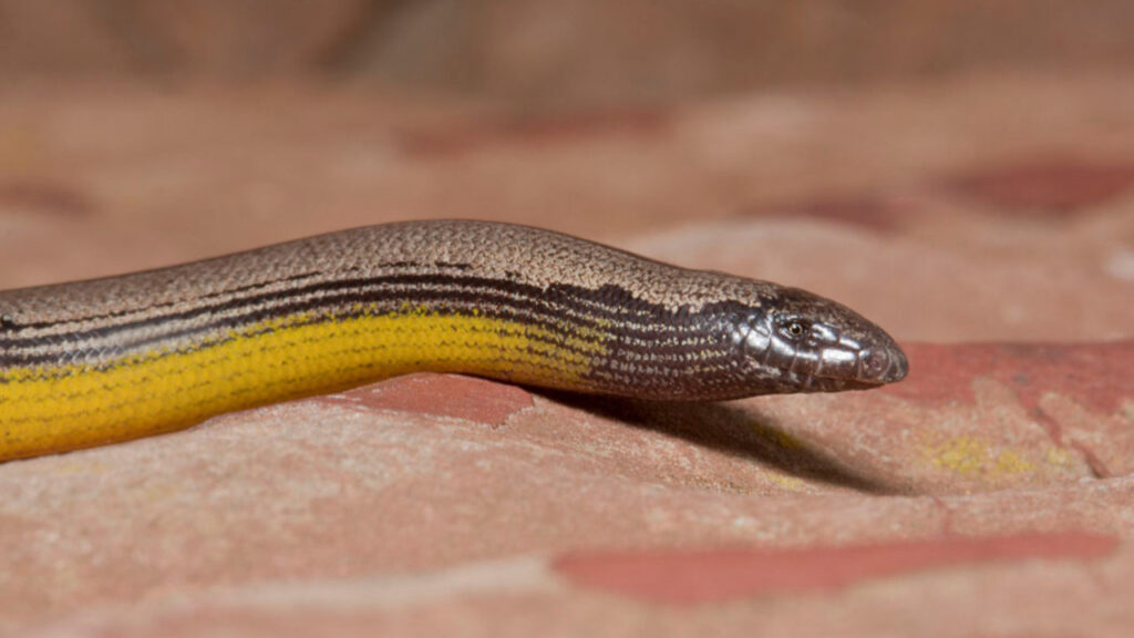 A California Legless Lizard