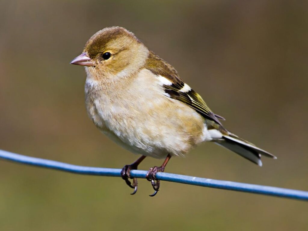 Bachman’s Sparrow