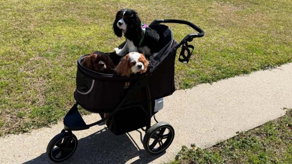 A Pet Stroller