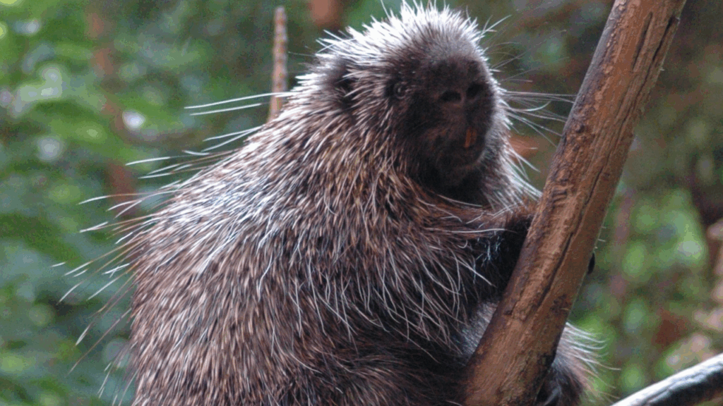 North American Porcupine