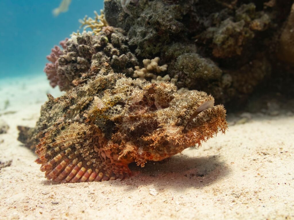 stonefish-8939204_1280