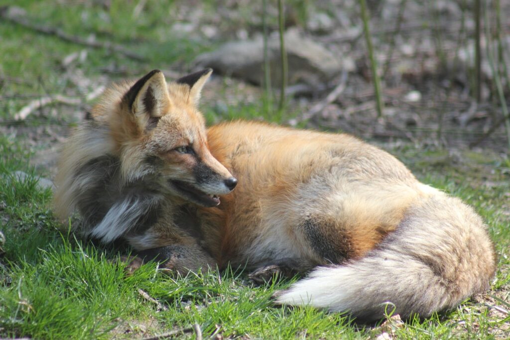 Foxes