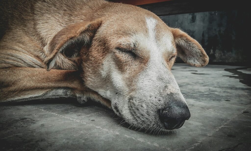 Sick Senior dog
