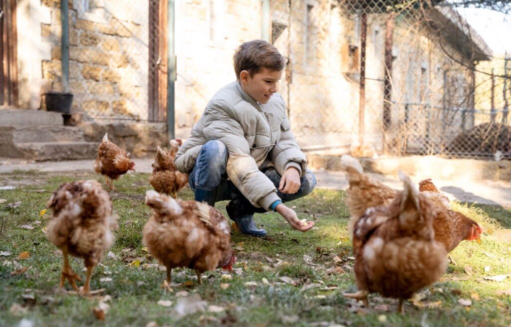 A young boy in a puffy jacket crouches on grass, feeding a group of brown chickens outside a fenced building.