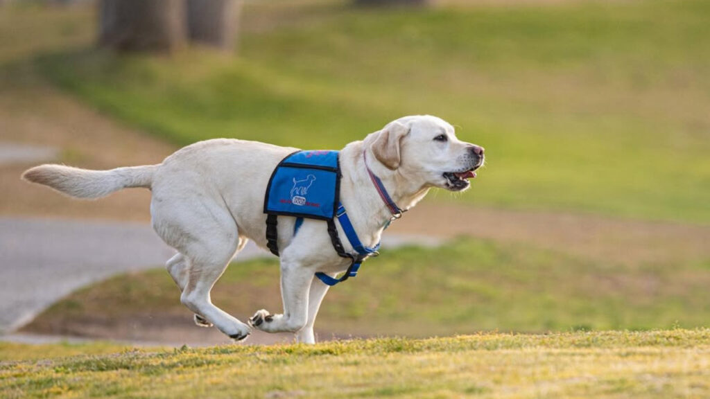  Dog part of the Freedom Dogs organization