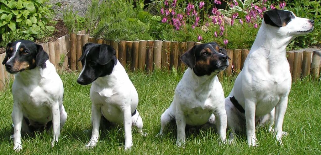 Danish swedish farmdog