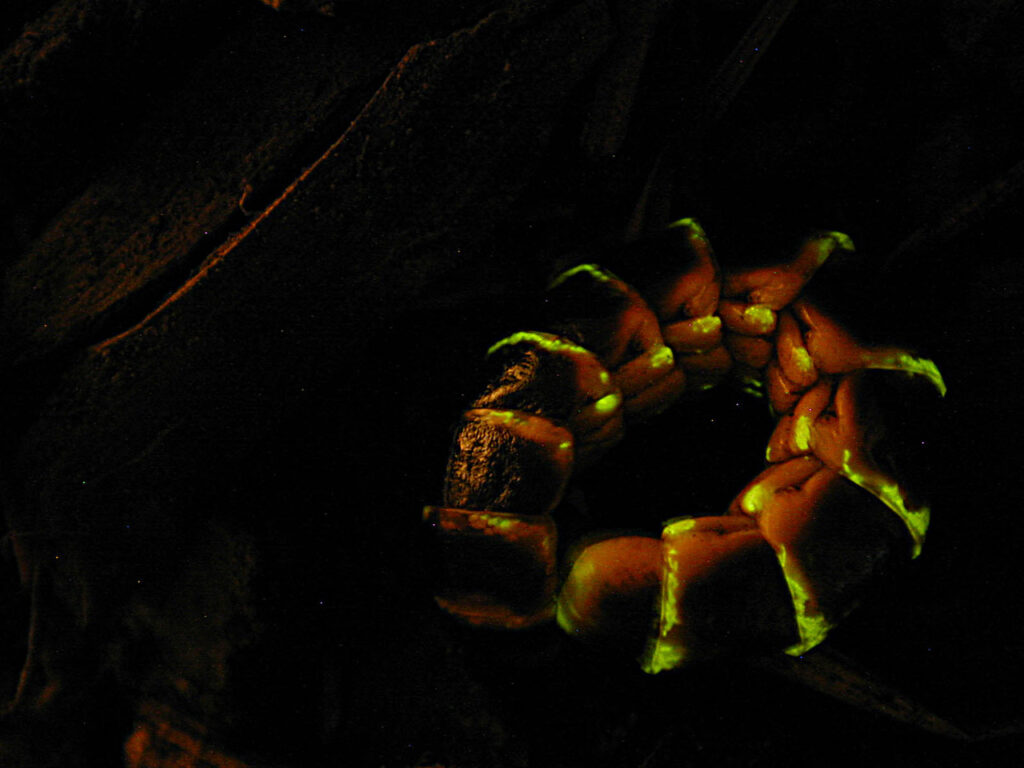 A Glow worm Larva