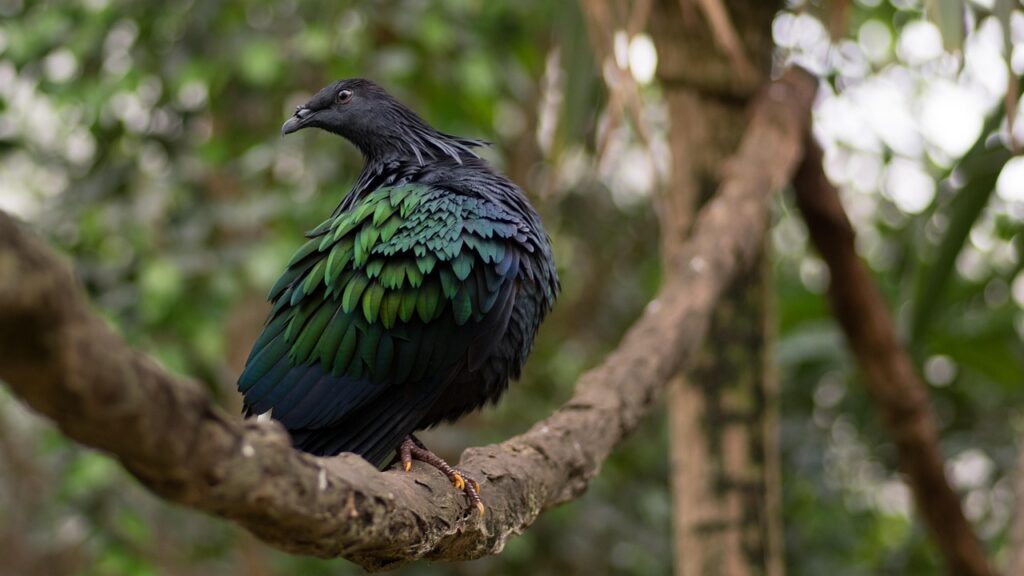 nicobar-pigeon-4196751_1280