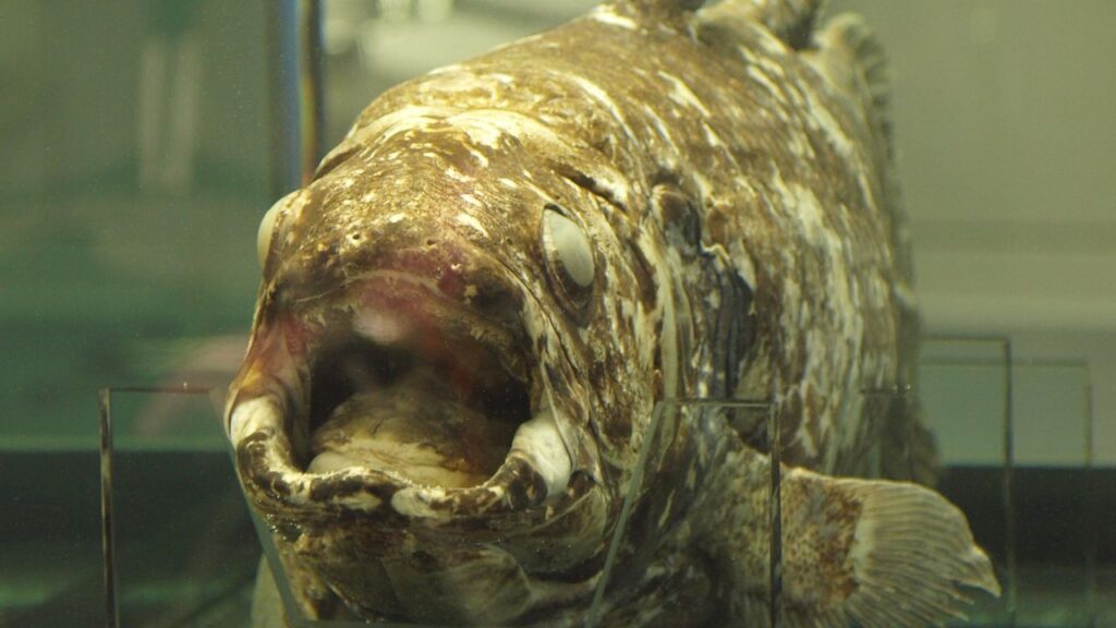 Indonesian coelacanth