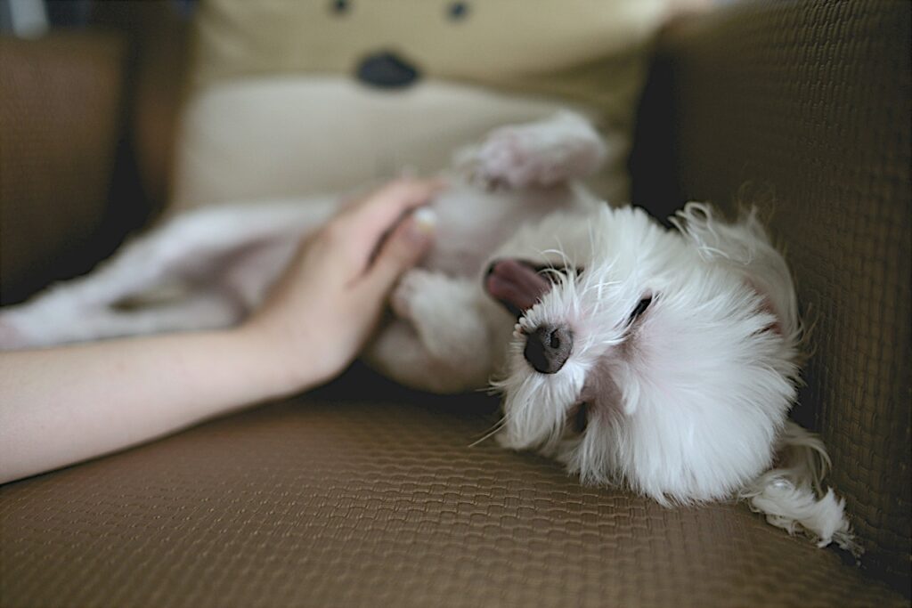 Dog Massage