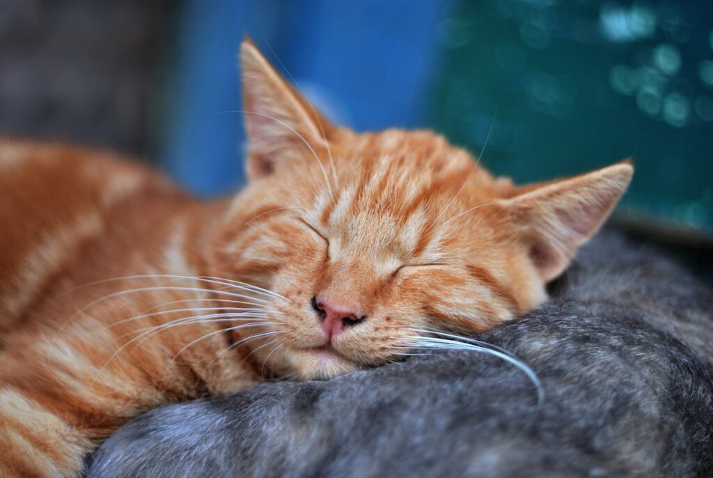 Cat sleeping