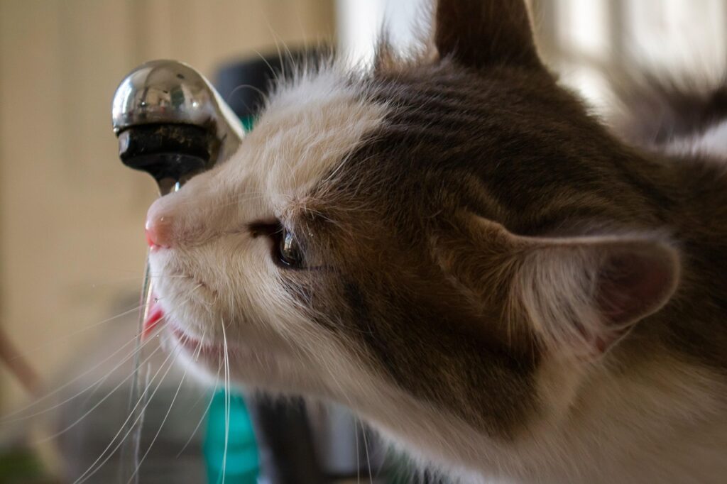 Cat drinking water