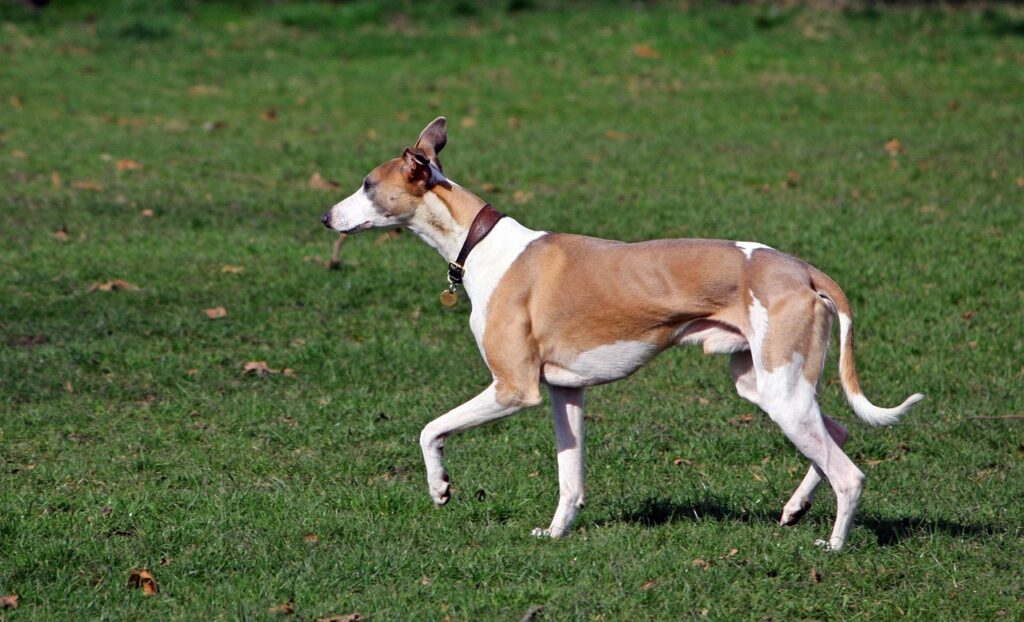 whippet dpg