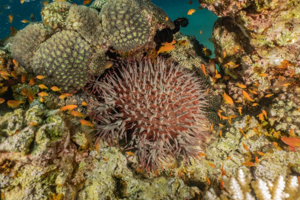 Red Sea Urchin