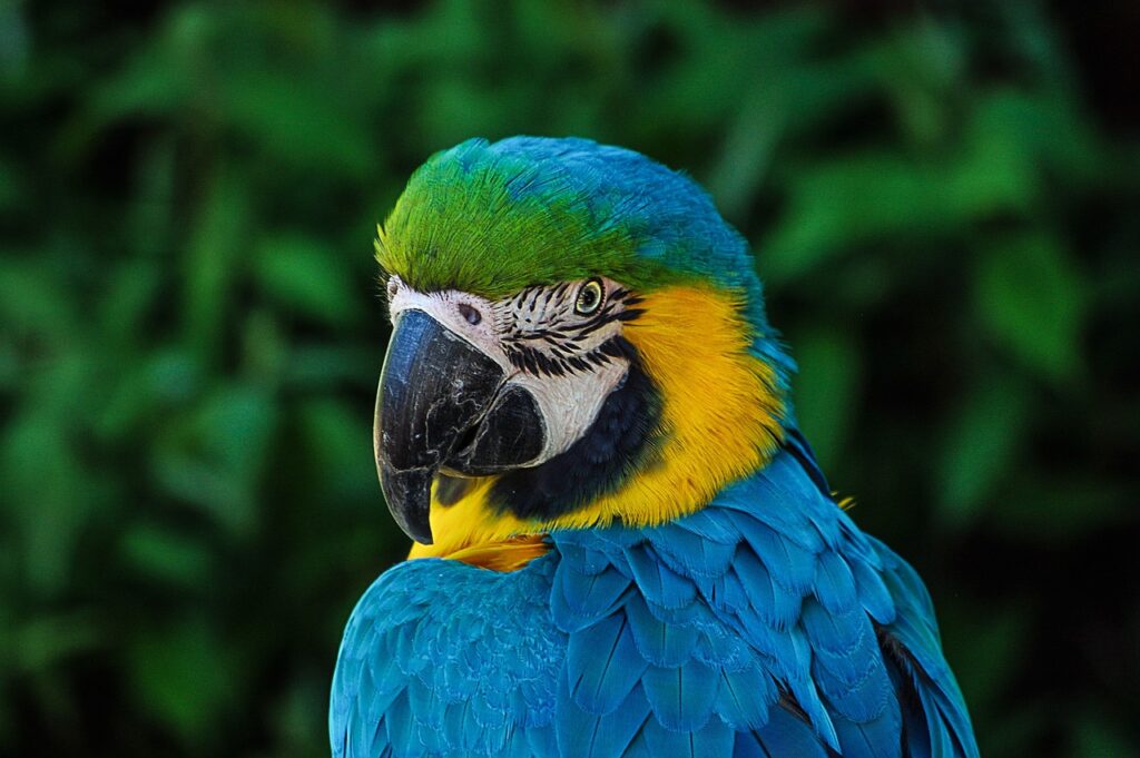 macaw