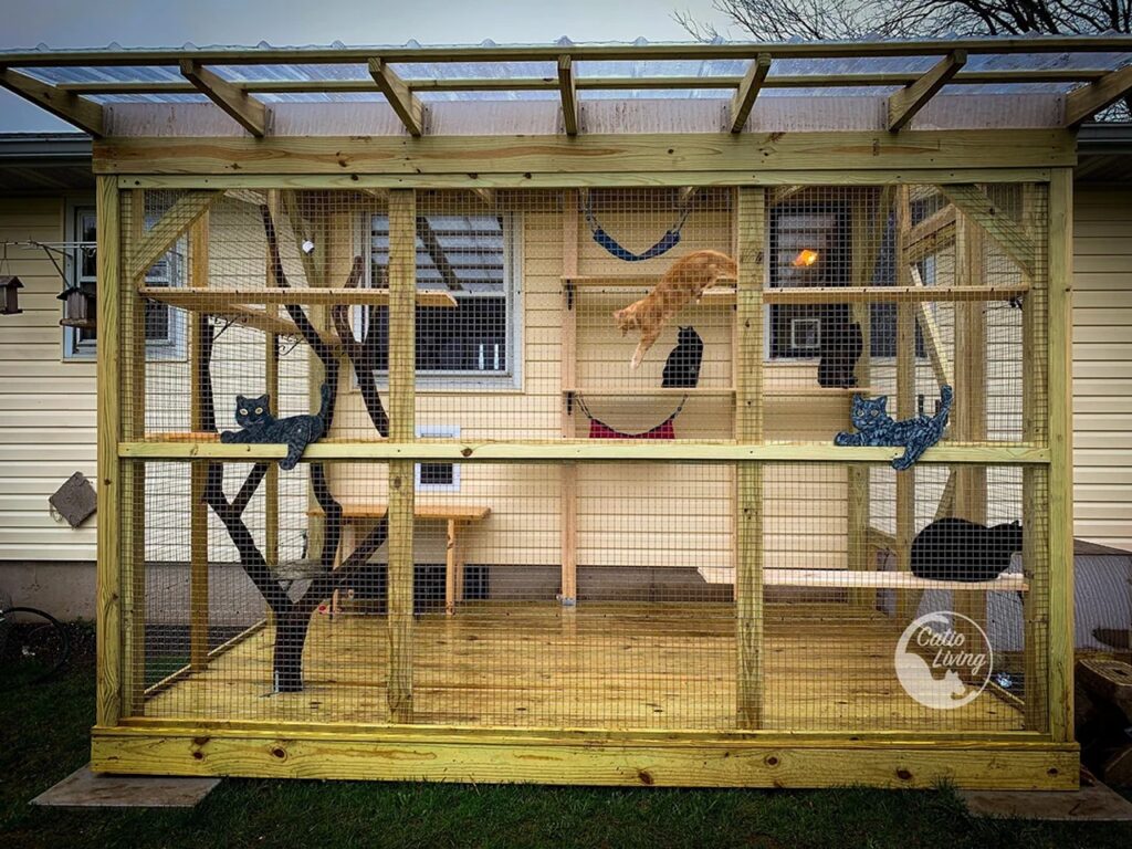 Cat Catio
