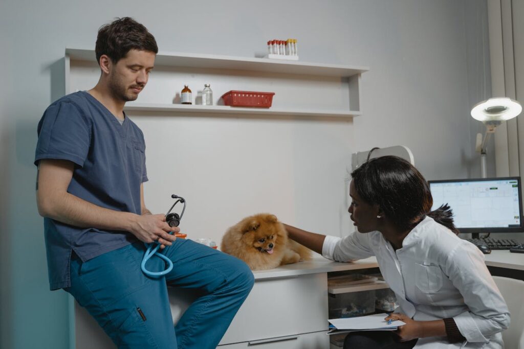 Dog in vet
