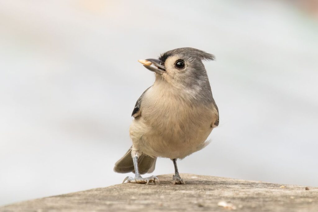tufted titmouse