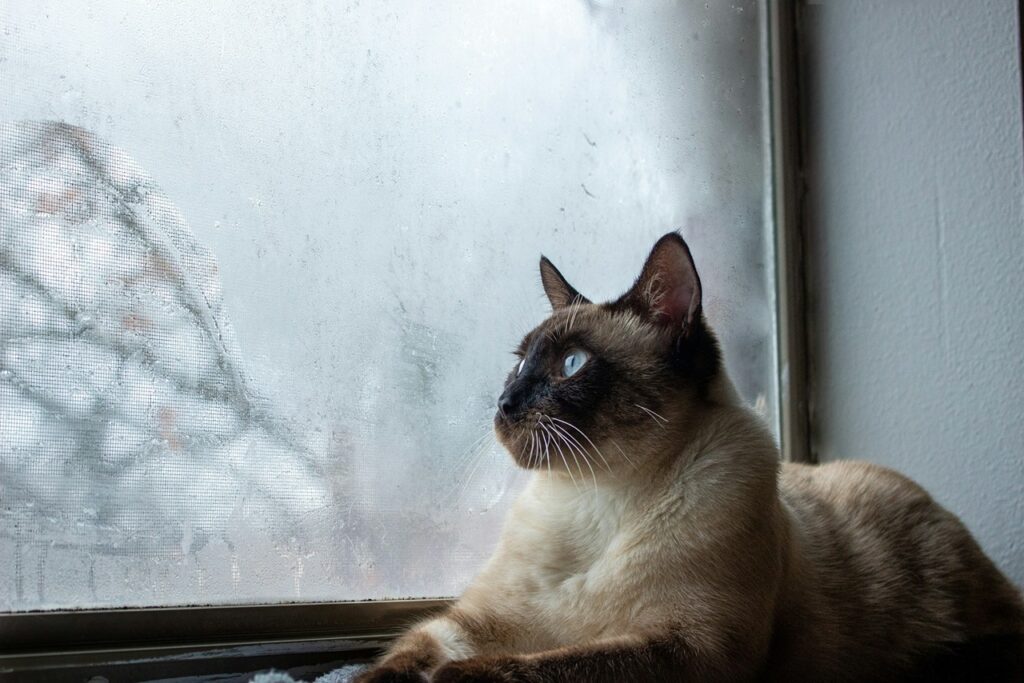 Siamese cat