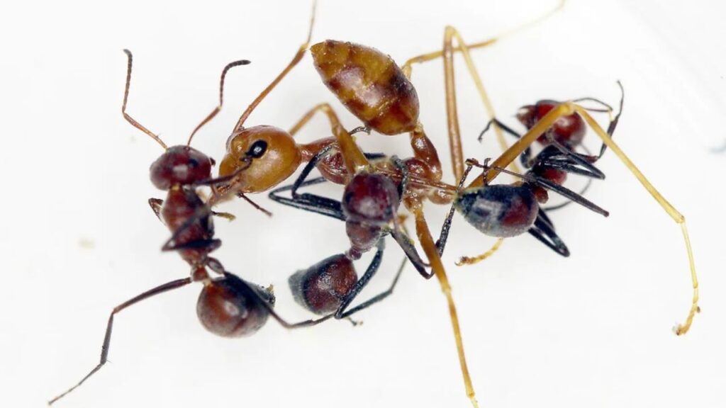 Colobopsis saundersi Scientific classification Edit this classification Domain: Eukaryota Kingdom: Animalia Phylum: Arthropoda Class: Insecta Order: Hymenoptera Family: Formicidae Subfamily: Formicinae Genus: Colobopsis Species: C. saundersi Binomial name Colobopsis saundersi (Emery, 1889) Synonyms Camponotus saundersi Colobopsis saundersi (synonym Camponotus saundersi), also called the Malaysian exploding ant
